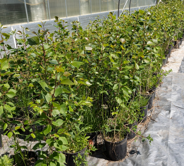 The Best Time to Plant a Tree was 20 years ago Second Best Today