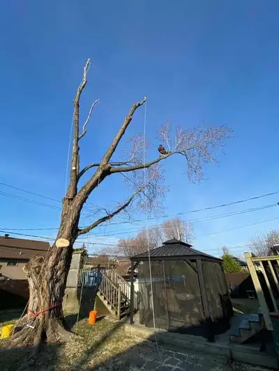 Abattre/couper de gros arbres en milieu urbain est un art complexe et subtil à la fois. Émondage Arb...