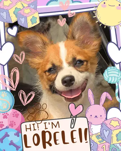 ❤️ Meet Lorelei! ❤️ Playful Chihuahua Mix Puppy Raised with Love, View more