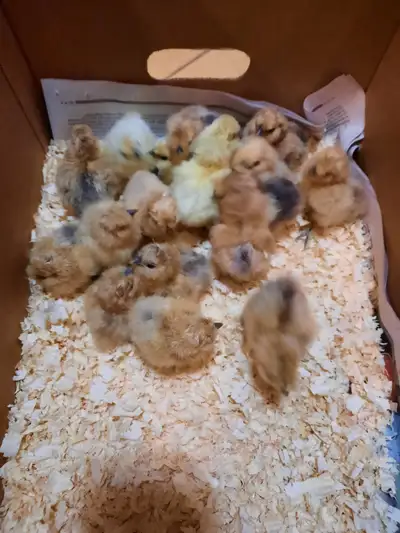 We have a variety of sweet fluffy silkie chicks available! White and buff! Please message for detail...