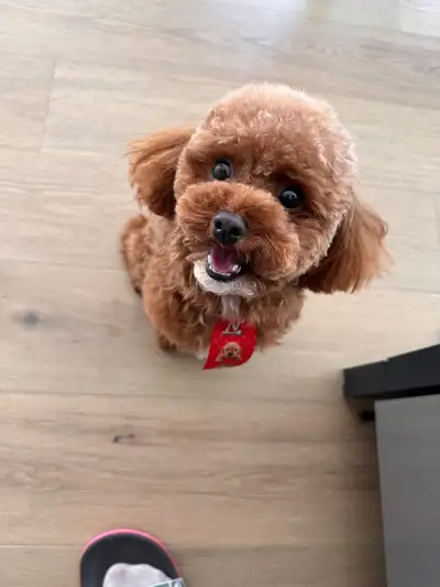 Rehoming our toy poodle, View more