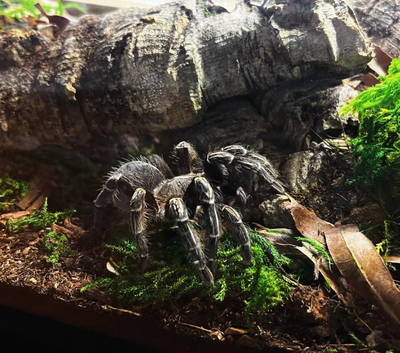 Tarantulas & Inverts For Sale, View more
