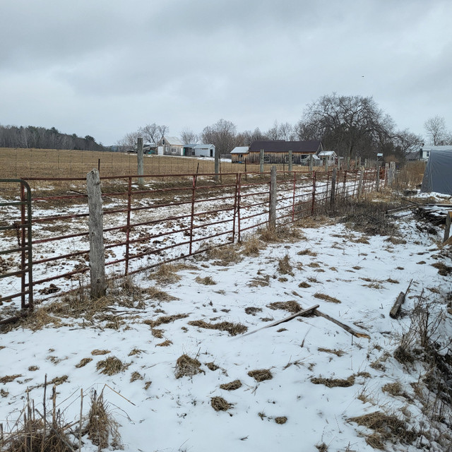 steel farm gates in Equestrian & Livestock Accessories in Renfrew - Image 2