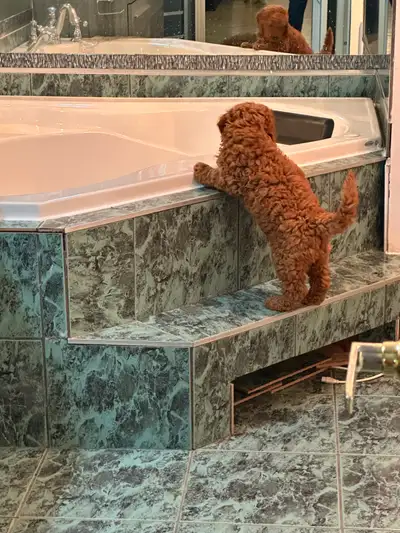 Goldendoodle, View more
