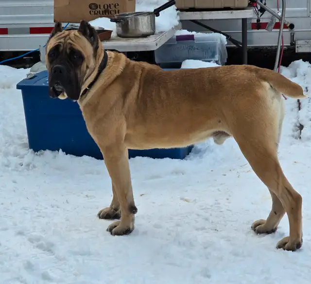 World Class Cane Corso Puppies in Dogs & Puppies for Rehoming in Vancouver - Image 4