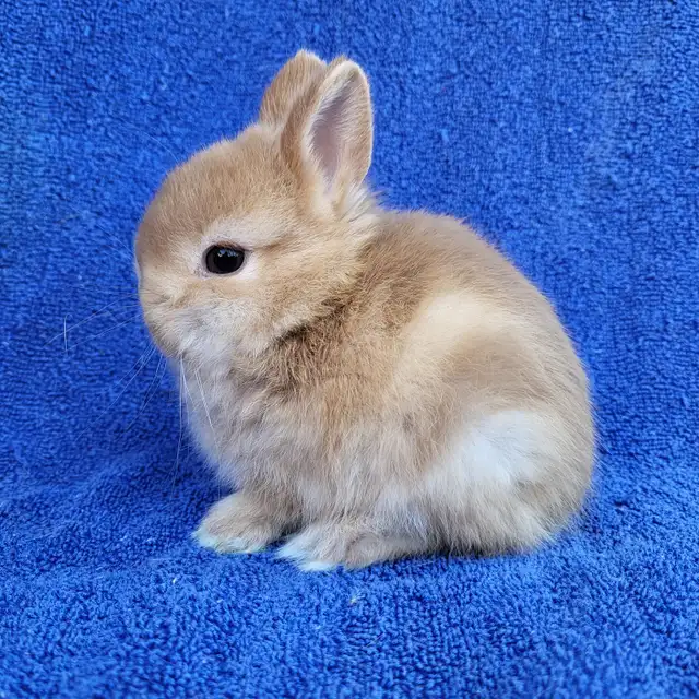 EXTRAORDINARY ENGLISH LOP,  HOLLAND LOP & NETHERLAND DWARF BUNNY in Small Animals for Rehoming in Calgary - Image 9