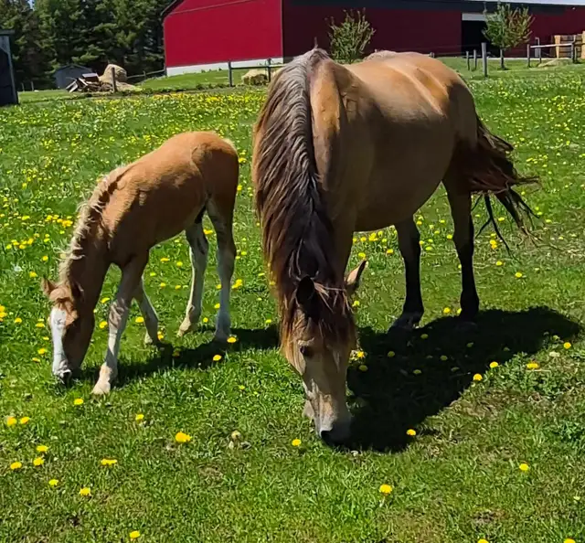 Gypsy X weanling colt in Horses & Ponies for Rehoming in Owen Sound - Image 3