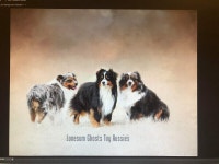 PENDING-ASDR Toy Aussies  Champion lines BLUE MERLE