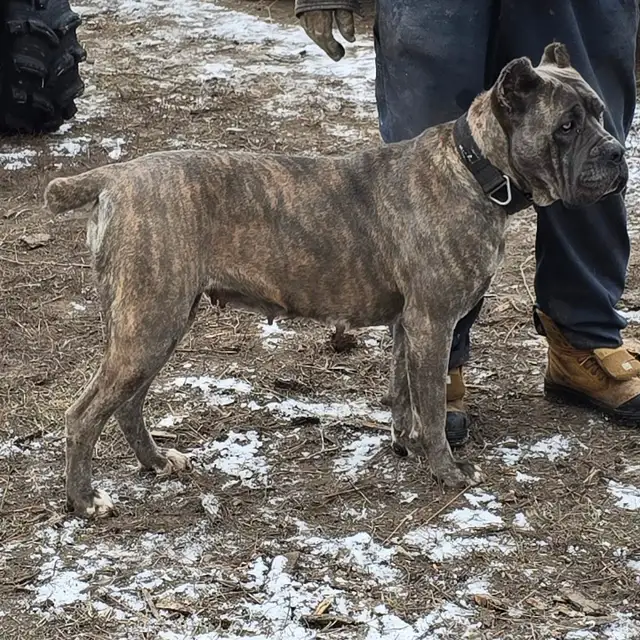 World Class Cane Corso Puppies in Dogs & Puppies for Rehoming in Vancouver - Image 7