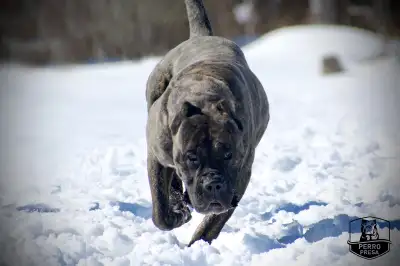 Welcome to Perro Presa Kennel. Please visit our website and social media Website: Perropresa.ca Inst...