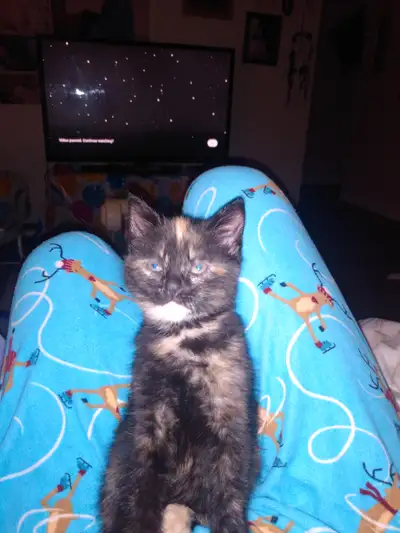 Beautiful calico female kitten, View more