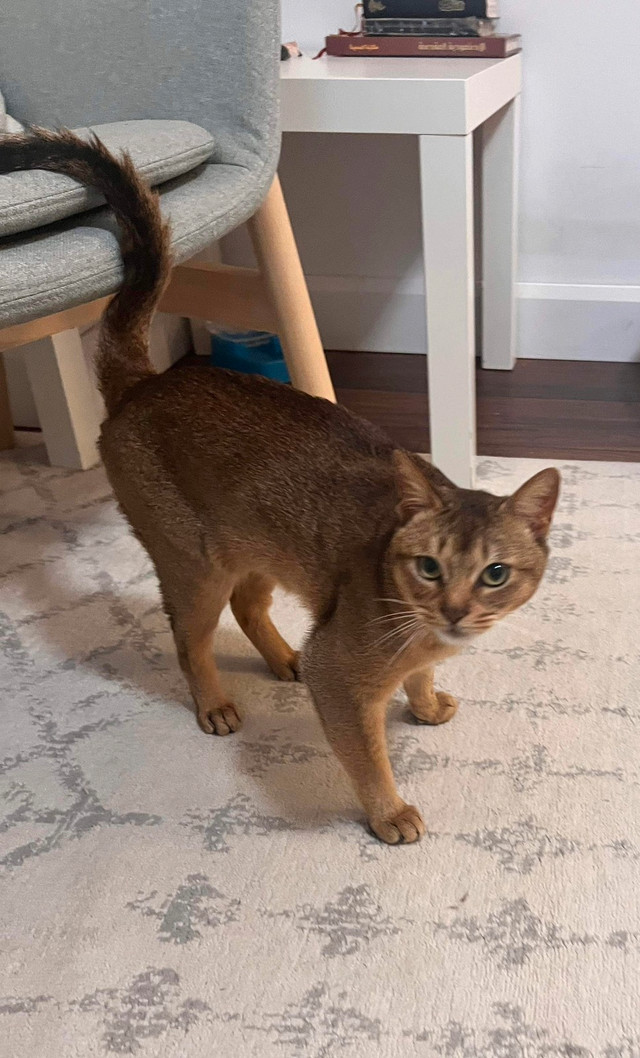 Abyssin A Vendre Chats Et Chatons A Adopter Levis Kijiji