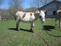 Miniature Spotted Jack Donkey for Sale!