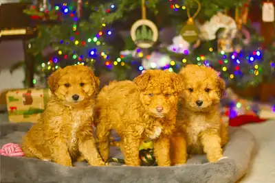 Mini Aussidoodles READY NOW Only 2 left, View more