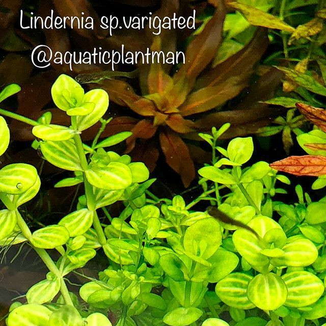 Aquarium aquatic plants moss bucephalandra *huge list* in Accessories in Vancouver - Image 2