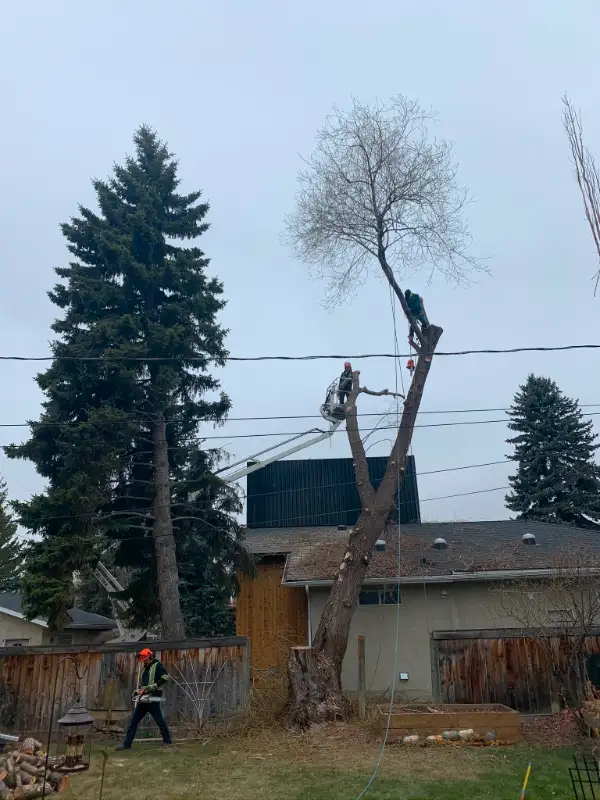 TREE REMOVAL AND CARE *Google Guaranteed Company62863227868546123