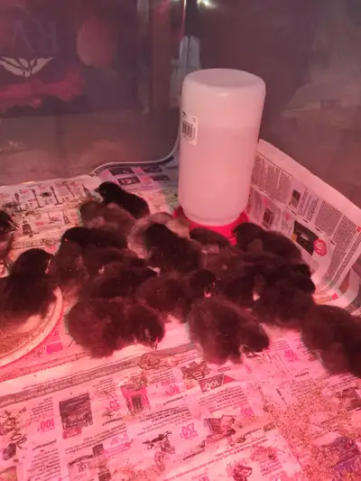 Ces bébés magnifiques ont été éclos dans notre cuisine. Ils sont très habitués aux humains. Ces bébé...