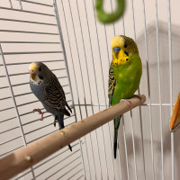 2 Budgies with cage 