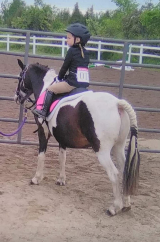 13 year old 12hh pony in Horses & Ponies for Rehoming in Trenton - Image 2
