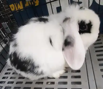 Top Featured Purebred Holland Lop baby bunny rabbit, #Great for, View more