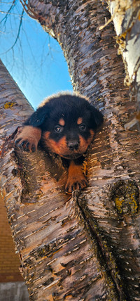 chiots rottweiler pure race
