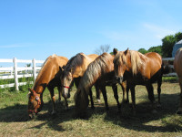 Cirque Du Soleil-Sandys Saddlery & Western Wear