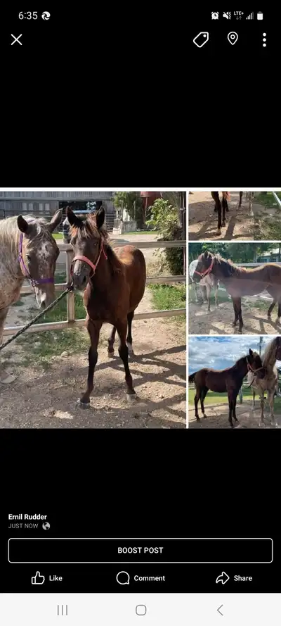 Appaloosa Bay yearling filly., View more