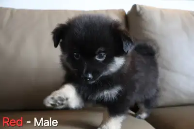 Mini American Pom Chi Puppies - LAST ONE!, View more