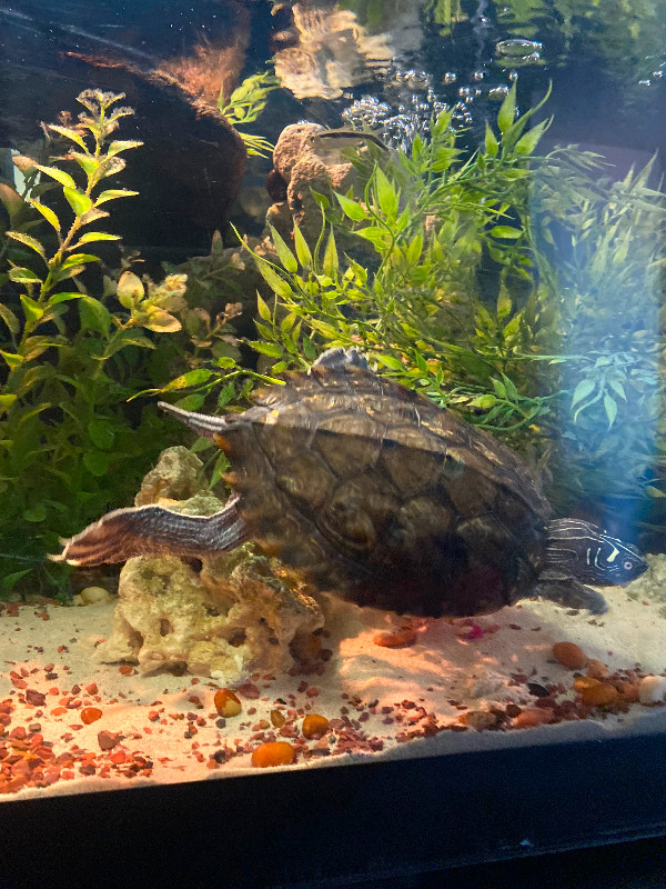 Mississippi Map Turtle in Reptiles & Amphibians for Rehoming in Mississauga / Peel Region - Image 2