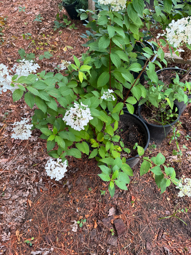 Hydrangea Shrubs in Plants, Fertilizer & Soil in Cornwall
