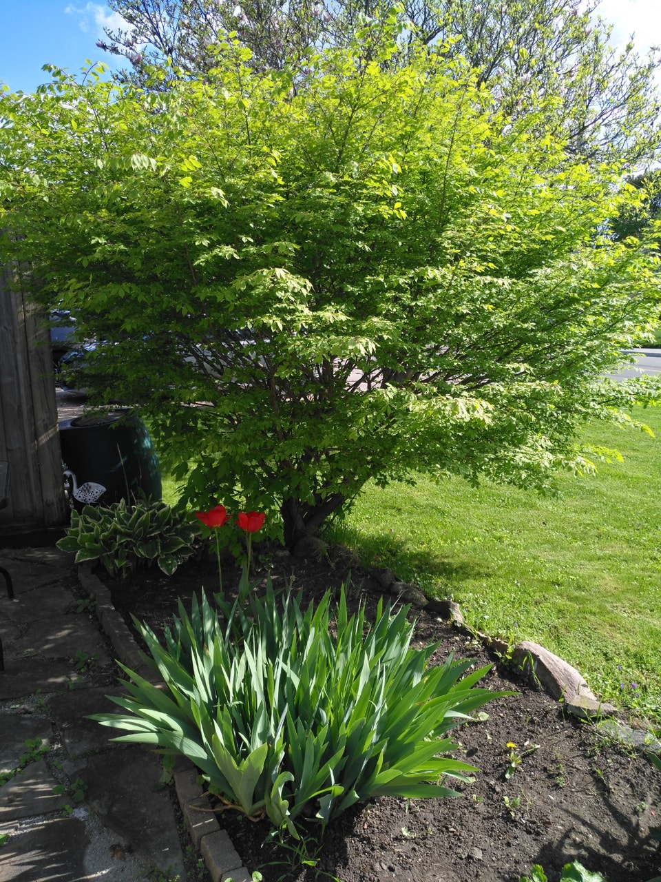 Lovely & Bright 1 Bedroom Basement for Rent in Aurora. 2