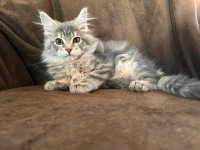 Magnifique Maine Coon, Pure race à vendre,