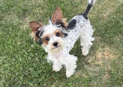 Magnifique femelle Morkie Biewer, View more