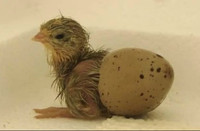 Educational Program for Kids: Hatch Quail Chicks without hassle City of Toronto Toronto (GTA) Preview