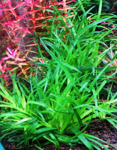 Aquarium aquatic plants "LOCALLY GROWN", View more