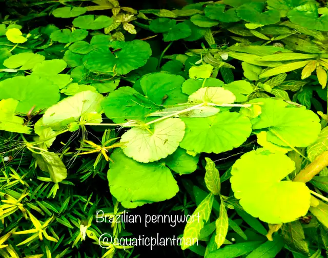 Aquarium aquatic plants "LOCALLY GROWN" in Accessories in Vancouver - Image 10