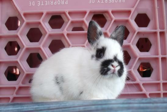 Bébés lapins & lapines Nain Polonais in Small Animals for Rehoming in Laval / North Shore - Image 4