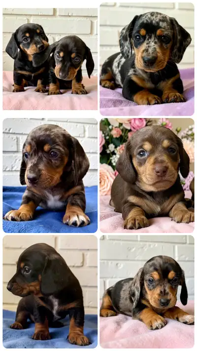 Mini Dachshund Puppies Short Hair READY 18 APRIL, View more