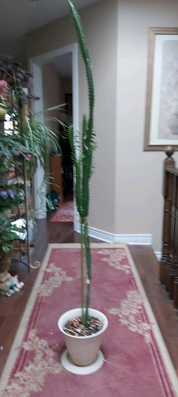 Cactus plant live for sale  