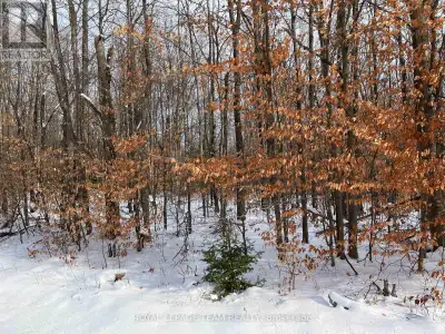 Majestic and picturesque 1.76 acres lot. Well treed, level and very private. Minutes from Bark Lake...