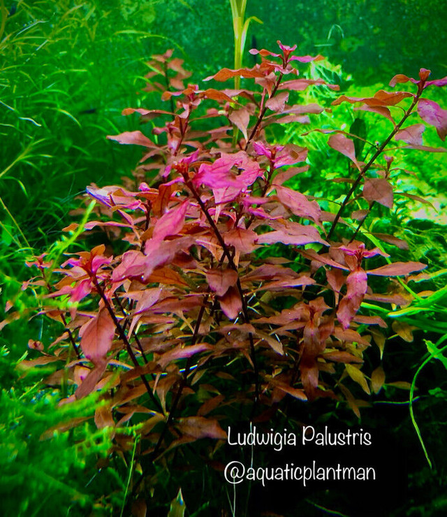 Aquarium aquatic plants moss bucephalandra *huge list* in Accessories in Vancouver - Image 4