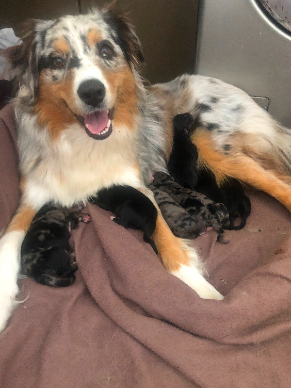 Australian Shepard mix puppies in Dogs & Puppies for Rehoming in Kapuskasing
