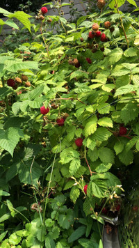 Raspberry plants