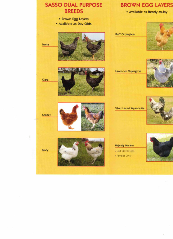 Order your Ready to Lay Chickens and Day Old chicks today! in Livestock in Barrie - Image 4