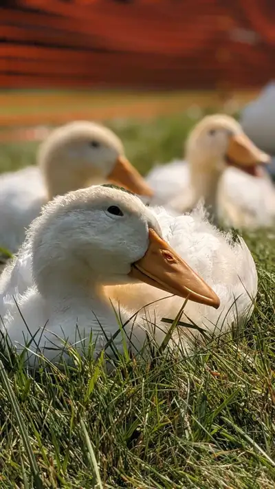 Pekin Duck Hatching Eggs, View more