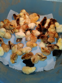 Baby chicks