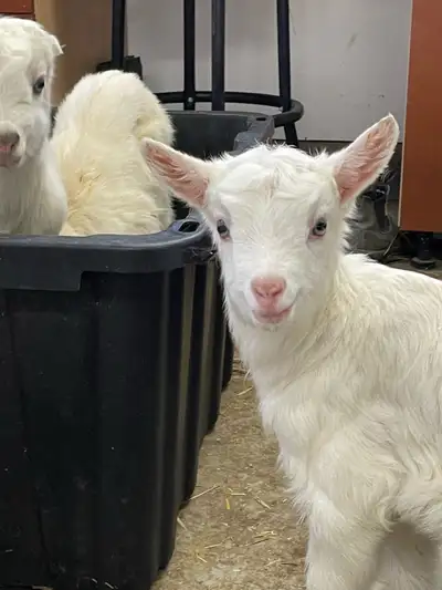 baby goat kids *males only*, View more