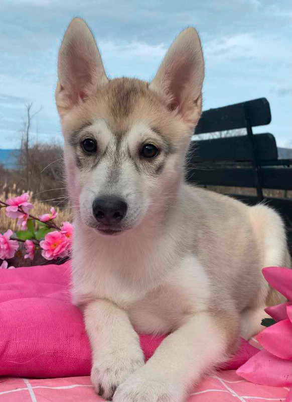 3 Beautiful pomsky (Husky X Pomerasnian)  puppies in Dogs & Puppies for Rehoming in Kelowna - Image 2