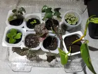Boutures de plantes d'intérieur