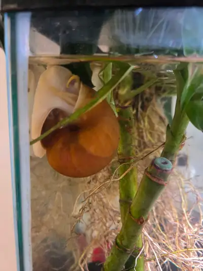 Freshwater snails, View more
